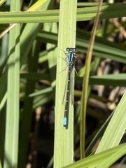 Ischnura perparva