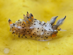 Polycera melanosticta