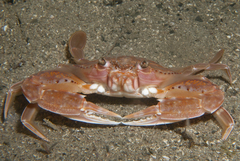 Portunidae