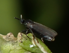 Scatopsidae