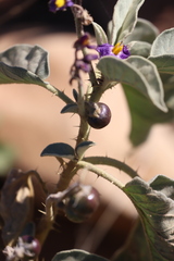 Solanum ellipticum