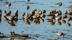 Calidris canutus