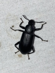 Alobates pensylvanicus