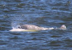 Delphinapterus leucas