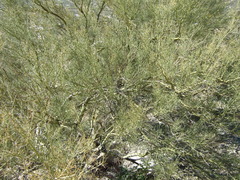 Parkinsonia microphylla