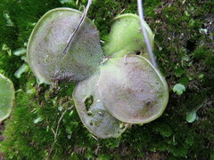 Pinguicula oblongiloba