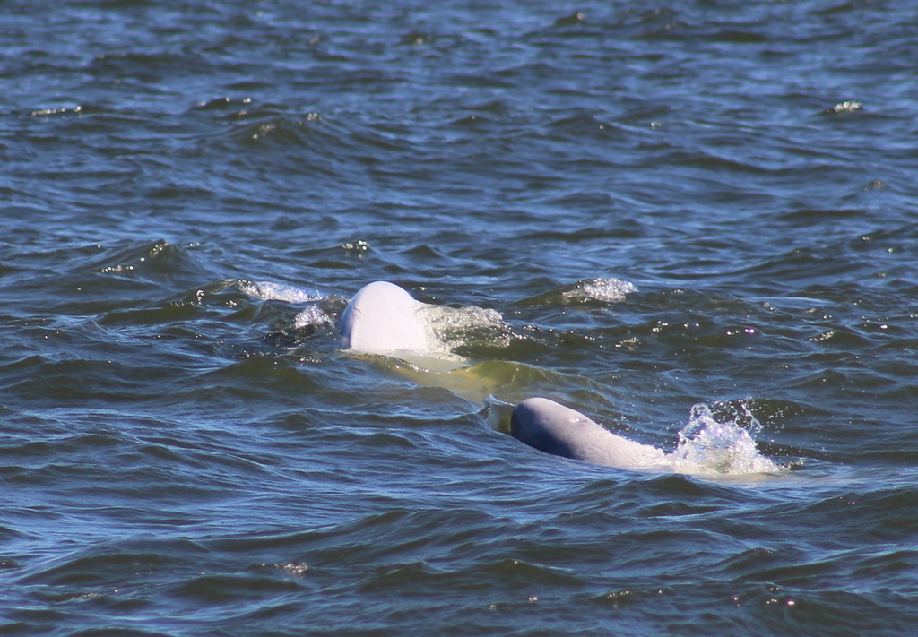 White adult and grey young beluga surfacing together in Hudson Bay, Manitoba