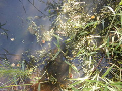 Lemna aequinoctialis