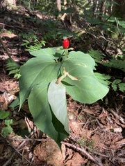 Trillium