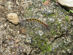 Inopsis modulata