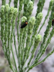 Carphephorus corymbosus