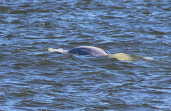 Delphinapterus leucas