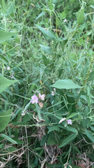 Lathyrus sylvestris