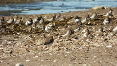 Charadrius falklandicus