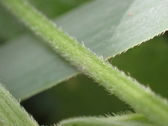 Stachys palustris