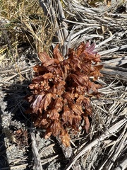 Aphyllon californicum