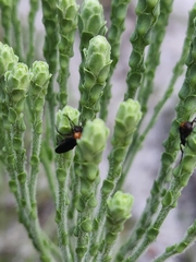 Carphephorus corymbosus