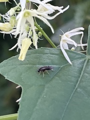 Pterygota