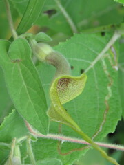 Aristolochia pringlei