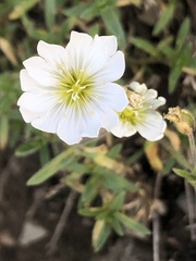 Cerastium