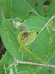 Aristolochia pringlei