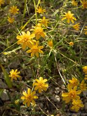 Pectis papposa papposa