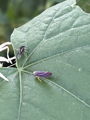 Graphocephala coccinea