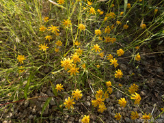 Pectis papposa papposa