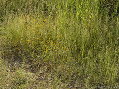 Pectis papposa papposa