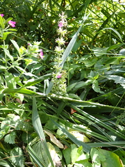 Stachys palustris