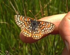 Euphydryas editha