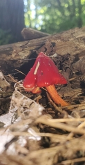 Hygrocybe coccinea