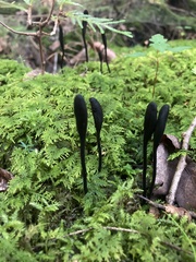 Geoglossum