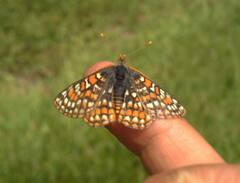 Euphydryas editha