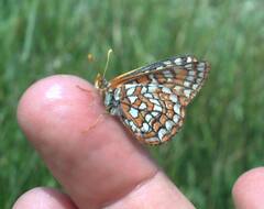 Euphydryas editha