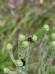 Nemognatha nemorensis