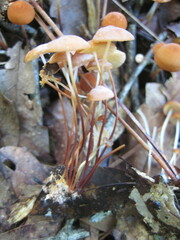 Mycena
