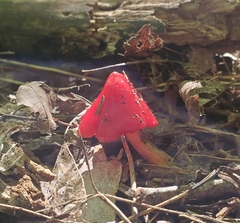 Hygrocybe coccinea