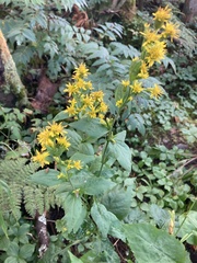 Solidago macrophylla