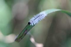 Lophocampa caryae
