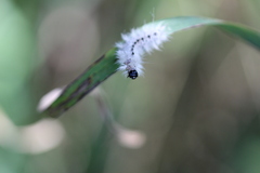 Lophocampa caryae