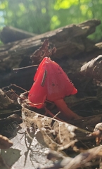 Hygrocybe coccinea