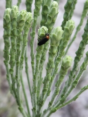 Nemognatha nemorensis