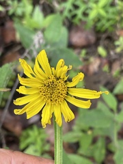 Verbesina tetraptera