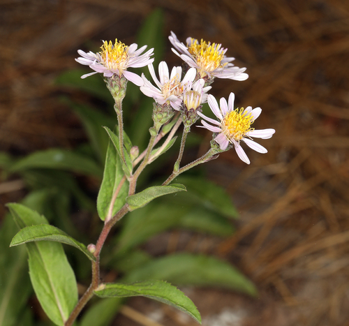 Eurybia merita