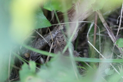 Anaxyrus americanus
