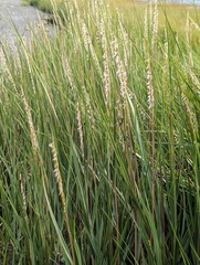 Sporobolus alterniflorus