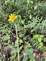 Verbesina tetraptera