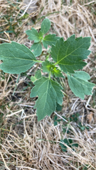 Verbesina encelioides