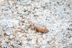 Willowsia nigromaculata